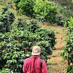 man walking on walkway beside plants