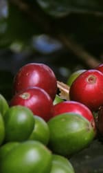 red and green cherry fruit