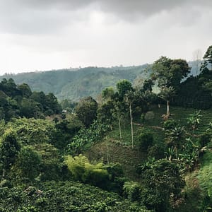 aerial photography of forest