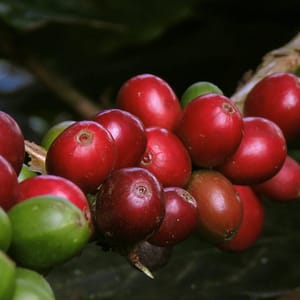 red and green cherry fruit