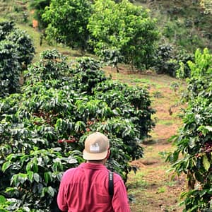 man walking on walkway beside plants
