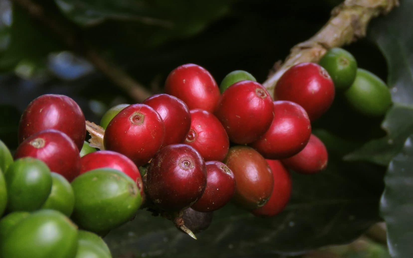 red and green cherry fruit